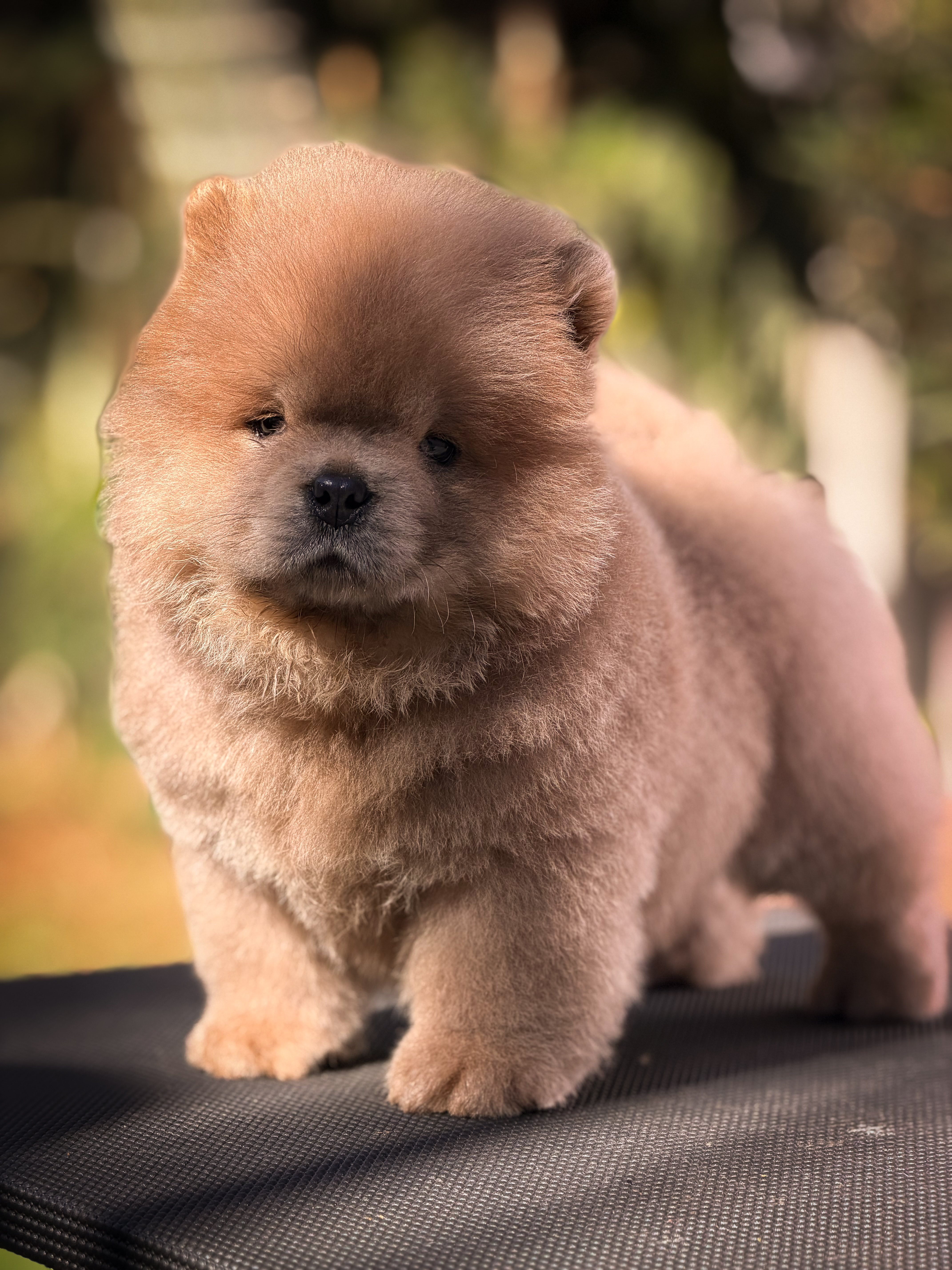 Filhote Chow Chow Fawn